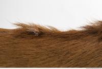 animal skin doe fur 0004